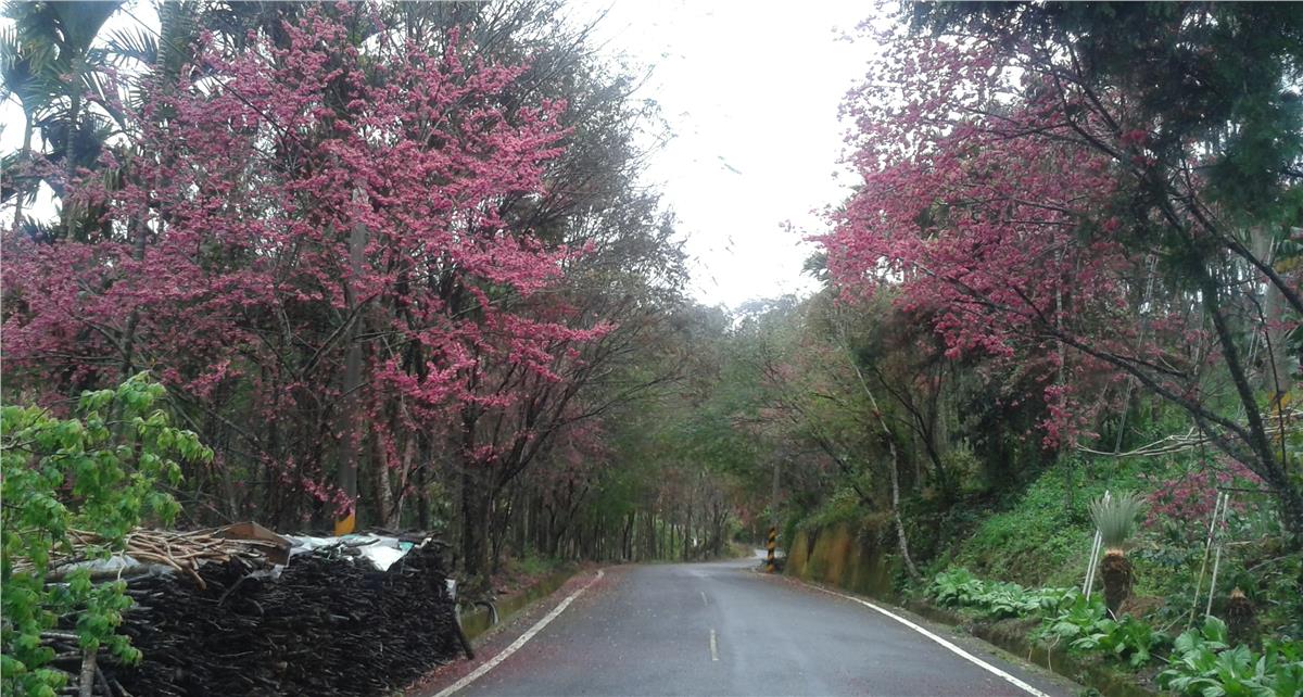 允元茶業,在雲霧裊繞的山裡喝茶